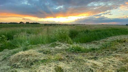 west elephant green fields summer orange sun dark clouds blue sky near Wlodawaの写真素材