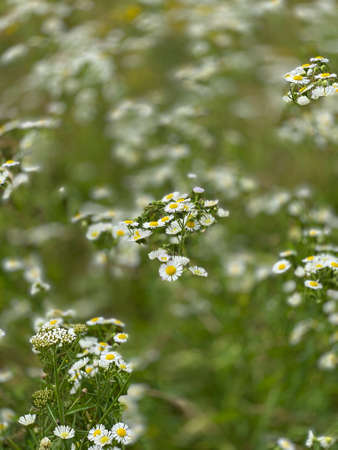 Matricaria chamomilla flowers growing wild in a clearing near the forest in the marshの写真素材