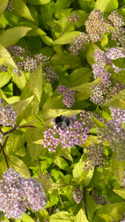 lots of flowers of Spiraea japonica grow in the garden as an ornamental plant
