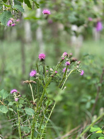 flowers in violet Cirsium palustre flowers growing wild in the forest in the marsh near Wlodawaの写真素材