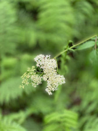 Filipendula ulmaria flowers growing wild in a clearing near a forest in a swamp