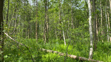 green color Dennstaedtia punctilobula plants growing wild in the forest in the marsh near Wlodawa