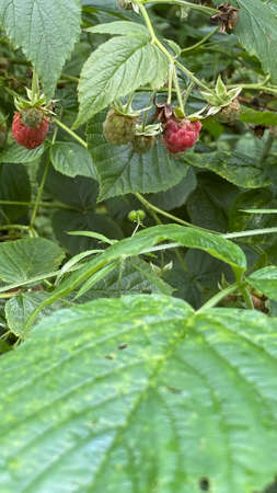raspberry growing in the forest growing wild in the forest in the marshes near Wlodawa