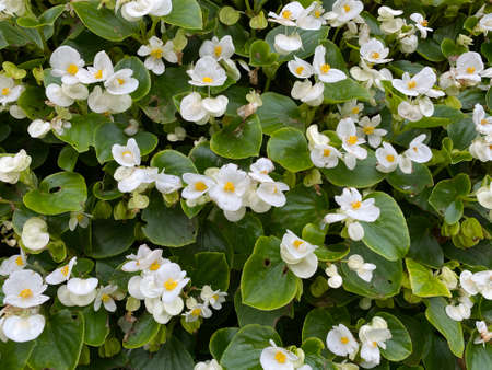 Begonia xsemperflorens-cultorum hort stately, growing on the top of the stem flowers of white color through pink to redの写真素材