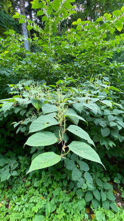 Waxy clinch perennial plant Reynoutria japonica, green perennial strongly branching perennial can reach a height of up to 3 mの写真素材