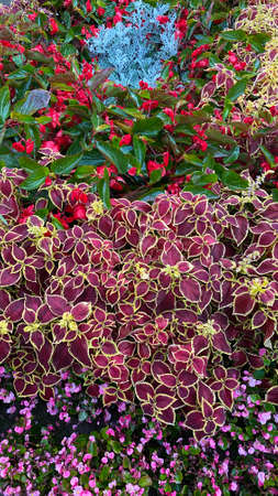 Koleus usually very colorful in shades of burgundy, purple, orange, pink, green, yellow rare are...