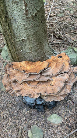 Daedalea quercina grows on oak wood and very rarely on other tree species