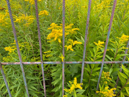 Solidago altissima has from one to two meters small yellow flowers one plant can produce 1500 flowersの写真素材