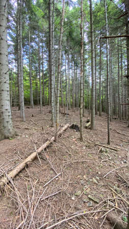 coniferous forest in podkarpacie near Rymanowa