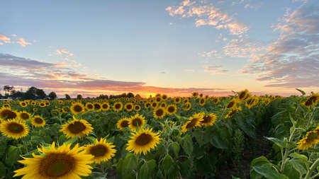 golden hour sunflower field just before sunset elephant in municipality of Wlodawa