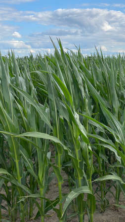 green leaves large plants in cultivated field corn ordinary