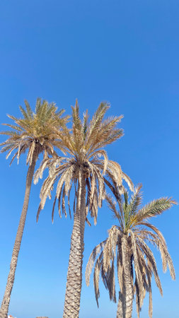 date proper island djerba blue sky