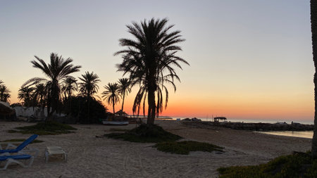 palm trees at sunrise on island of Djerba