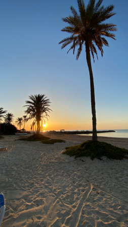 palm trees at sunrise on island of Djerba