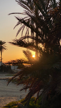 palm trees at sunrise on island of Djerbaの写真素材