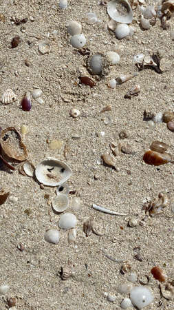 the sea threw out various shells driven into squeak on island of Djerba