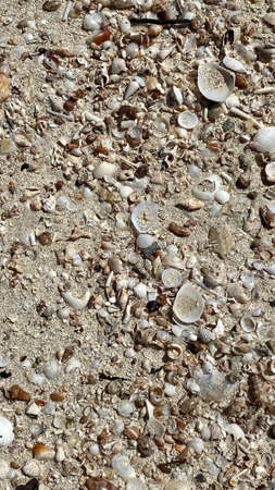 the sea threw out various shells driven into squeak on island of Djerba