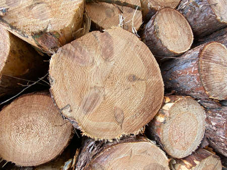 round rings of cut pine with characteristic circles traces of age of tree