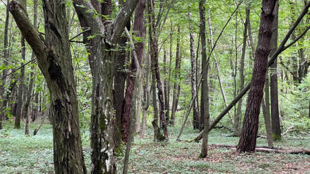 old trees lot of greenery on scenic road in park