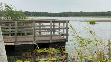wild white water lily in national park by scenic path white flowers spreading leaves