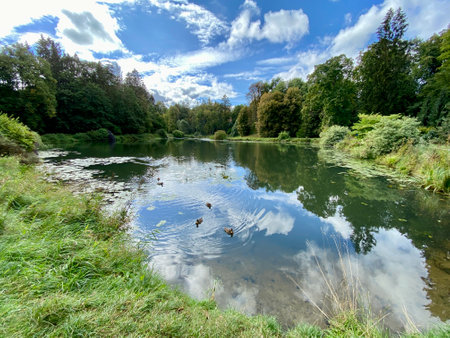 a park with different colors of trees and bushes in autumn in the middle a pond with wild ducks swimming in the water mirror reflection of treesの写真素材