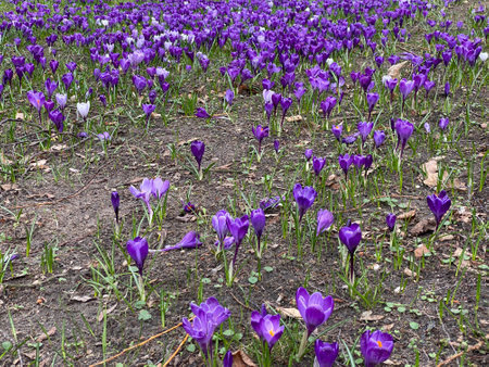 Spring saffron growing in park in spring in purple or whiteの写真素材