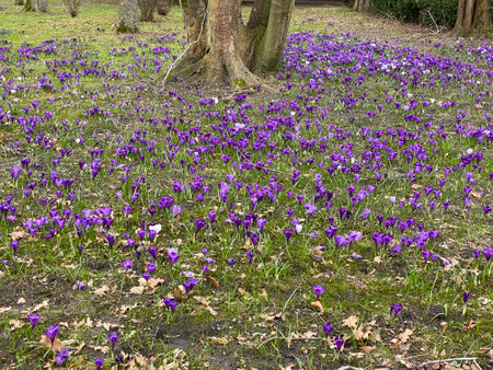 Spring saffron growing in park in spring in purple or whiteの写真素材