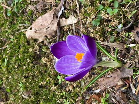 Spring saffron growing in park in spring in purple or whiteの写真素材