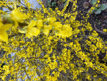 forsythia has many yellow flowers in early spring, before leavesの写真素材
