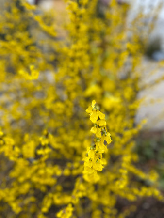 forsythia has many yellow flowers in early spring, before leavesの写真素材