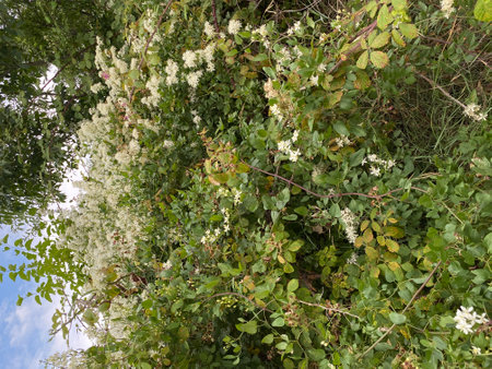 Clematis vitalba Clematis climbing white clusters of flowersの写真素材