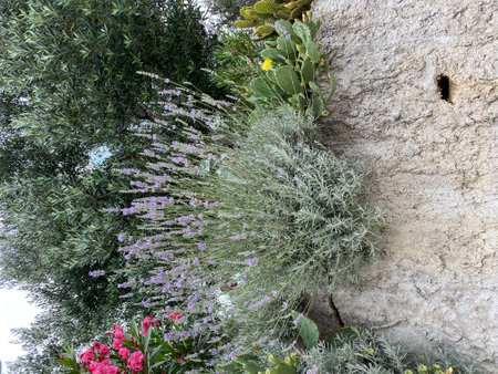 purple lavender flowers growing on rocky slope in Croatiaの写真素材