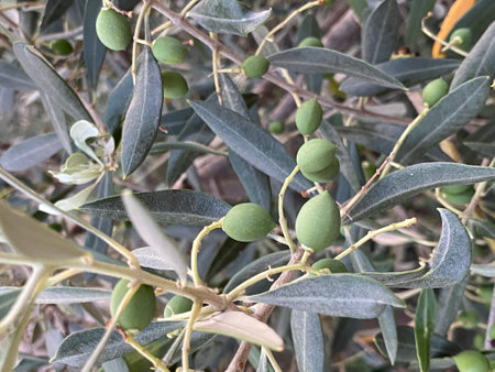 olives large fruit growing on olive treeの写真素材