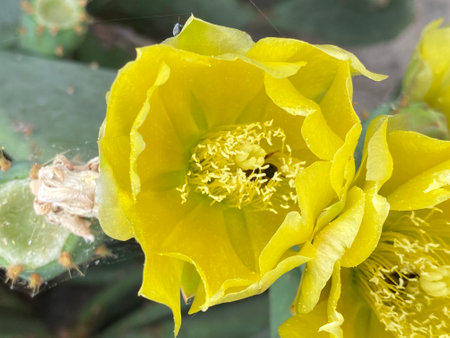 prickly pear cactus blooming yellow, visible bee pollinating flower and collecting nectarの写真素材