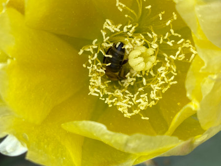prickly pear cactus blooming yellow, visible bee pollinating flower and collecting nectarの写真素材