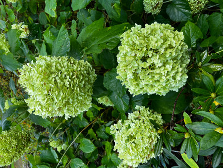 bouquet hydrangea blooming pink in park with green leaves