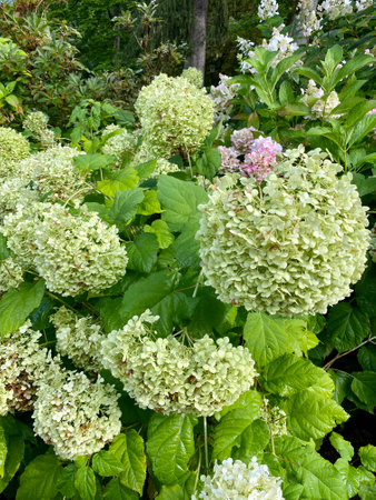 bouquet hydrangea blooming green in park with green leavesの写真素材