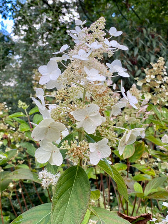 bouquet hydrangea blooming white in park with green leaves