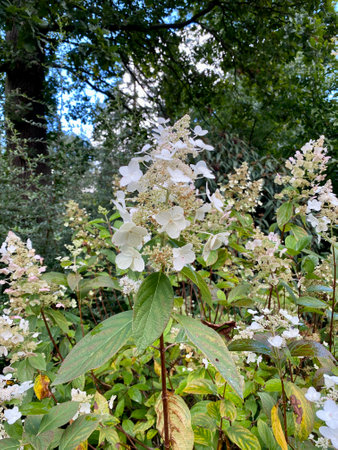 bouquet hydrangea blooming white in park with green leaves