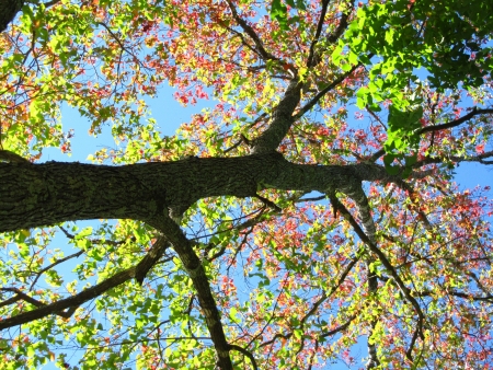 Autumn Treeの写真素材