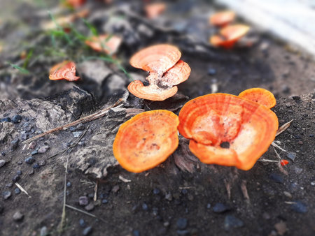 Lingzhi mushroom growing on the ground in autumn forest.