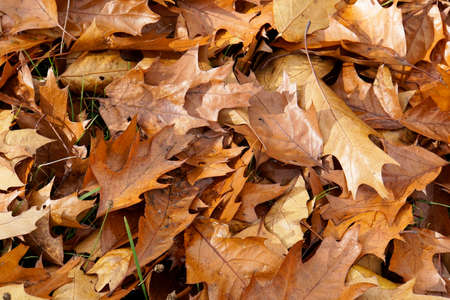 Fallen leaves of the American oak. Brown autumn leaves. Background