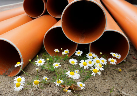 White flowers with yellow heart in front of orange pipes. Nature is able to survive. Hope for the future. chamomile, camomile, scented mayweed, Matricaria chamomillaの写真素材