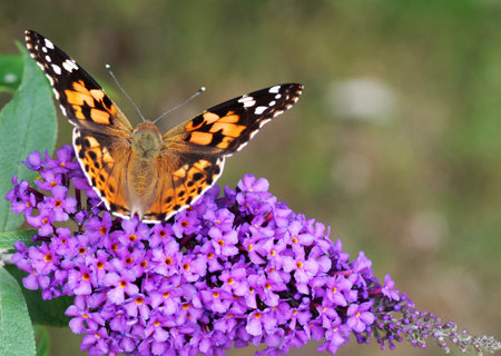 Butterfly on a purple fragrant flower. Painted lady / Vanessa cardui on a butterfly bush / Buddleja.