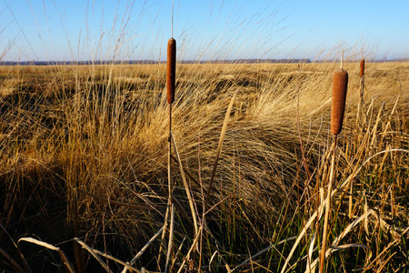 Typha latifolia, broadleaf cattail, bulrush, common bulrush, common cattail, cat-o`-nine-tails, great reedmace, cooper`s reed, cumbungi. It was seen in a bog landscapeの写真素材