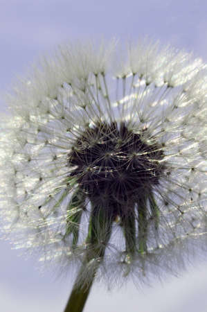 Fluffy dandelion seeds reflecting the sunlight. Light blue sky. Seed bulb. Pollen