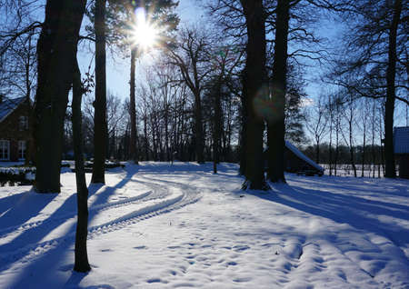 Winter landscape. Traces of a tractor can be seen in the snow. Bare deciduous trees. Blue sky with a sharp winter sun like a star. Lens flare.の写真素材