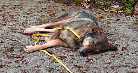 Sleeping dog after a long walk