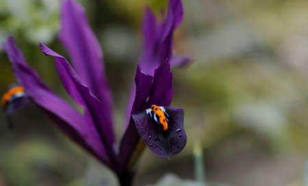 Purple dwarf iris, netted iris, iris reticulata is a species of flowering plant in the family Iridaceae. This is a small plant, about 15 centimeters. It blooms in early springの写真素材