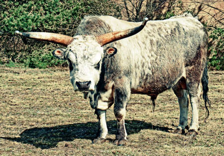White-gray longhorn cattle standing in a meadowの写真素材